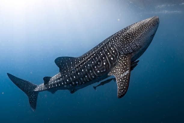 Day 2 – Whale Sharks at Saleh Bay (Sumbawa)